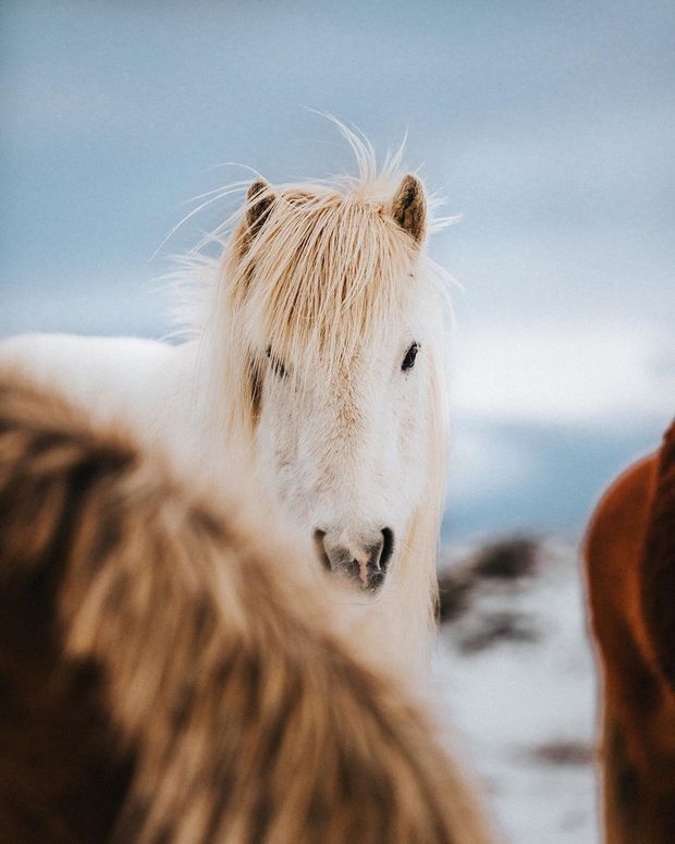  Iceland Reykjavik /iceland-reykjavik