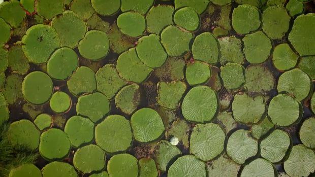 60 dias no Pantanal - Canal Off /60-dias-no-pantanal-canal-off