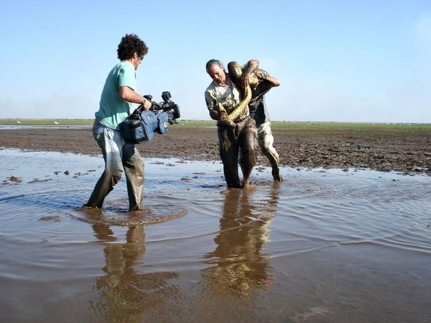 Largest anaconda I have ever seen, Venezuela /largest-anaconda-i-have-ever-seen-venezuela