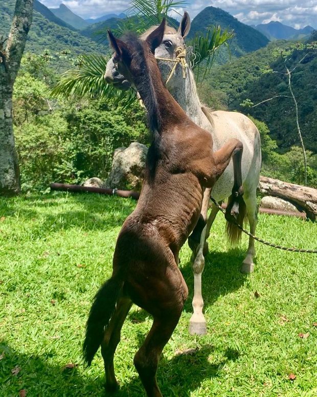 Our handsome young stallion Heini /our-handsome-young-stallion-heini