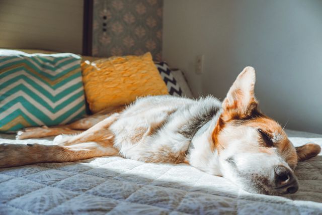 Viagem de avião com seu pet: como fazer? /viagem-de-aviao-com-seu-pet-como-fazer