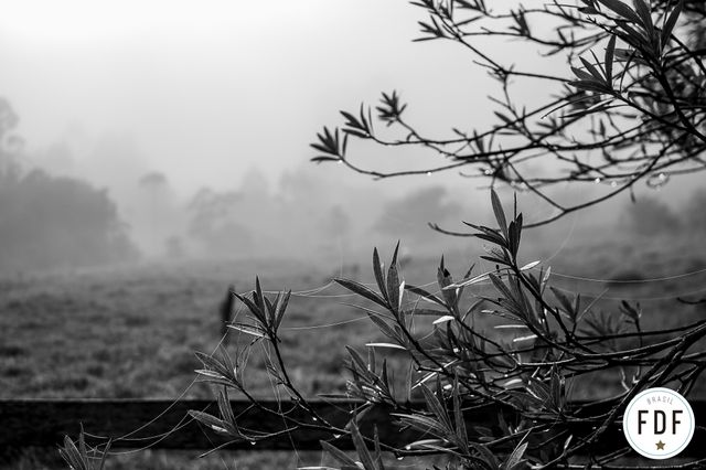 Vida na roça - Flávia Linhares /vida-na-roca-flavia-linhares