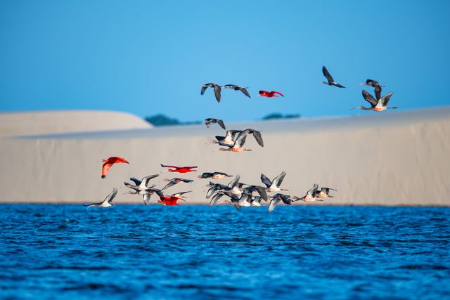 Lençois Maranhenses - Aves /lencois-maranhenses-aves