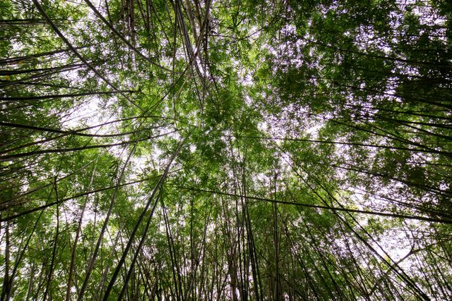 Refúgio Atlântico - Paraty /refugio-atlantico-paraty