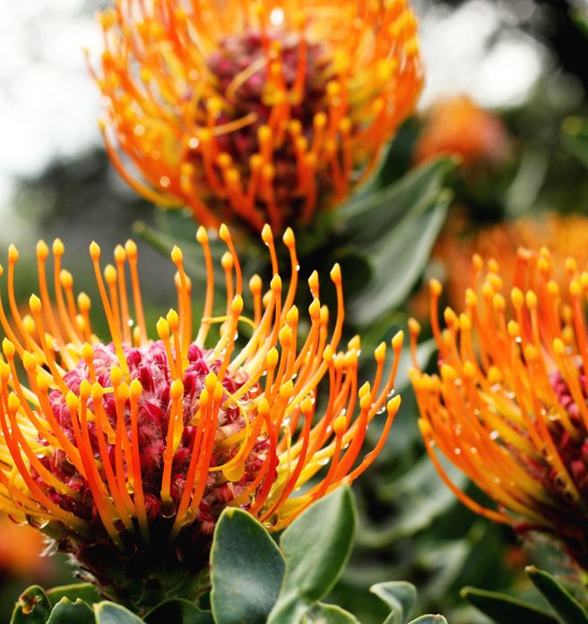 Proteas da África do Sul /proteas-da-africa-do-sul