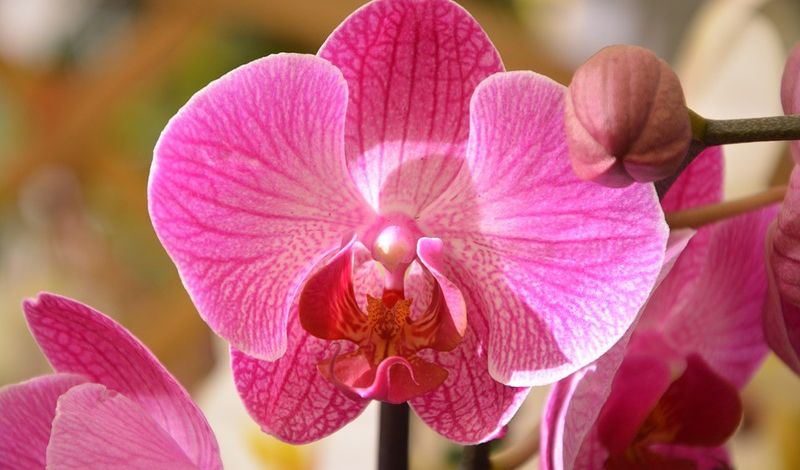 Feira da Primavera do Ceagesp Rio Preto tem flores, artesanato e comida /feira-da-primavera-do-ceagesp-rio-preto-tem-flores-artesanato-e-comida