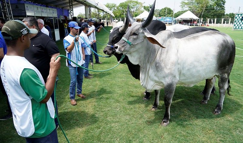 Expo Rio Preto - vitrine da pecuária brasileira com mil animais de raças zebuínas /expo-rio-preto-vitrine-da-pecuaria-brasileira-com-mil-animais-de-racas-zebuinas