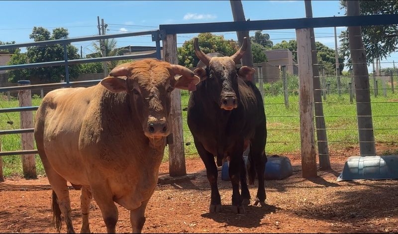 Cia Tércio Miranda busca ser referência em genética de touros de pulo /cia-tercio-miranda-busca-ser-referencia-em-genetica-de-touros-de-pulo