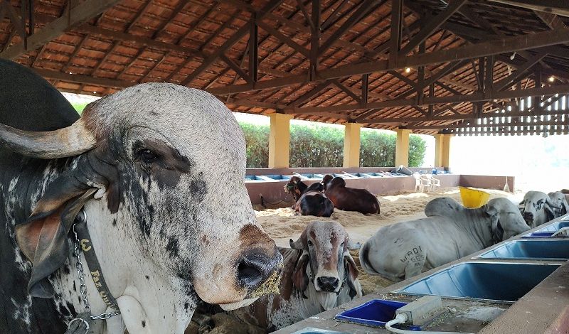 Intertech Leite traz pesquisador da Embrapa na Expo Rio Preto /intertech-leite-traz-pesquisador-da-embrapa-na-expo-rio-preto