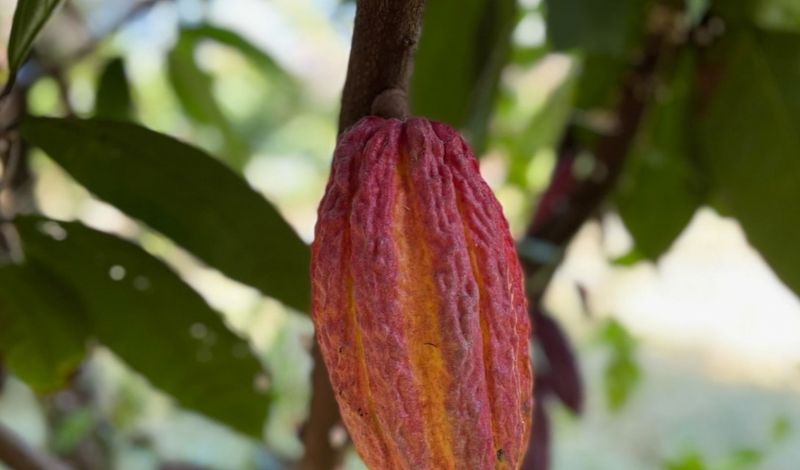 Rio Preto já cultiva Cacau para o mais puro chocolate /rio-preto-ja-cultiva-cacau-para-o-mais-puro-chocolate