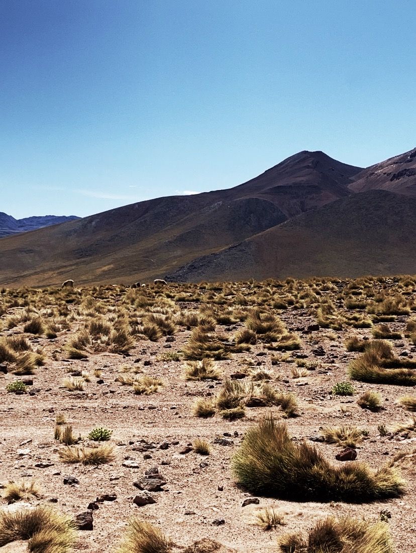 O que fazer no Deserto do Atacama com criança! - 14