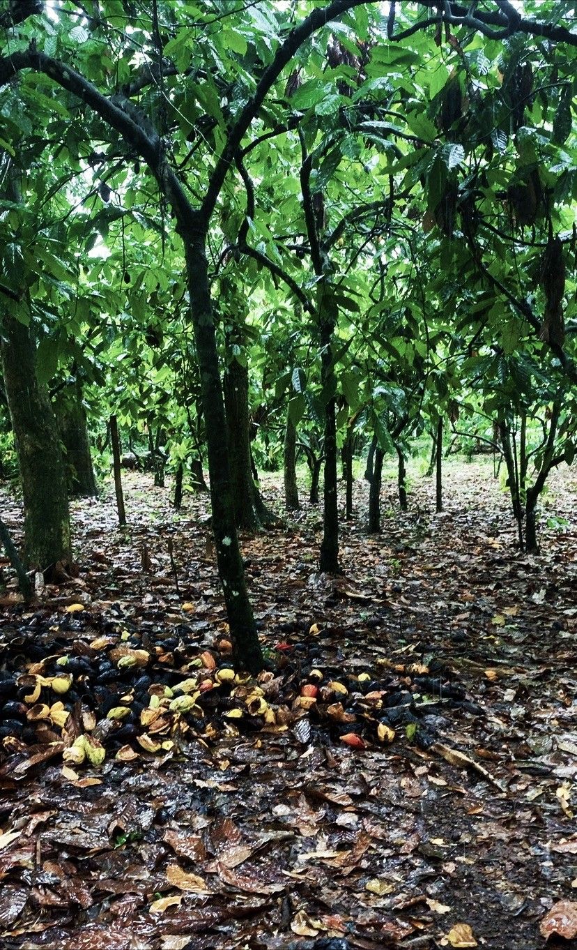 Como é visitar uma fazenda de cacau em Ilhéus: Fazenda Yrerê. - 13