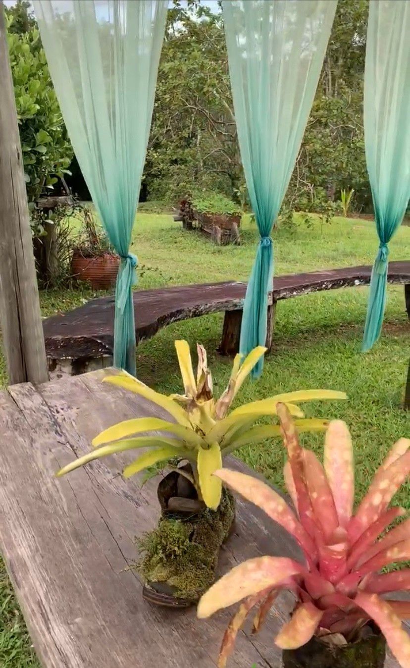 Como é visitar uma fazenda de cacau em Ilhéus: Fazenda Yrerê. - 25